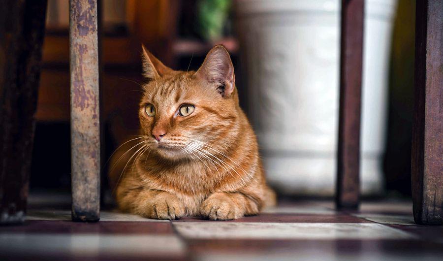 Consejos para cuidar la salud del gato de la casa