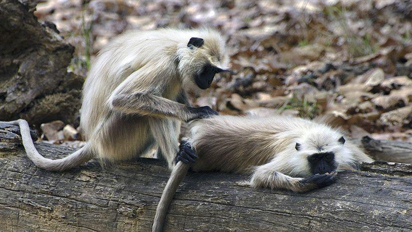 El desgarrador video de un bebeacute mono intentando despertar a su madre muerta