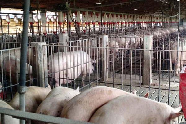 Invitan a productores porcinos de Friacuteas a participar en jornada de investigacioacuten