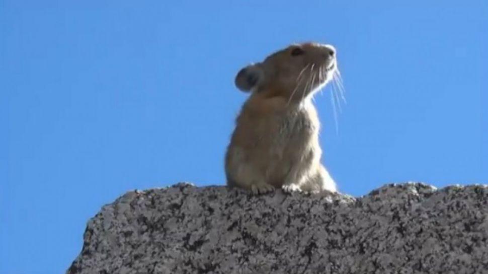 Viral- Miraacute a la ardilla que imita a Freddie Mercury