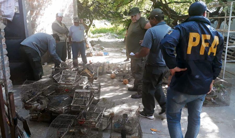 Policiacutea Federal secuestroacute aves que iban a ser vendidas ilegalmente en Las Termas