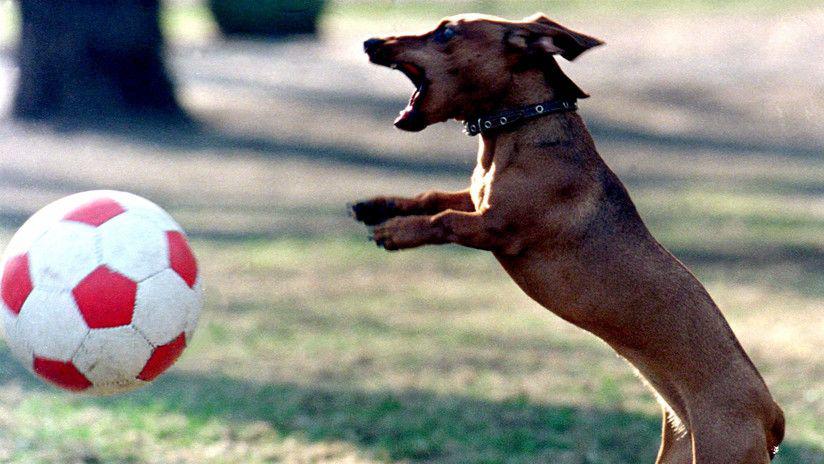 Un perro salchicha detiene un penal decisivo durante un partido de fuacutetbol
