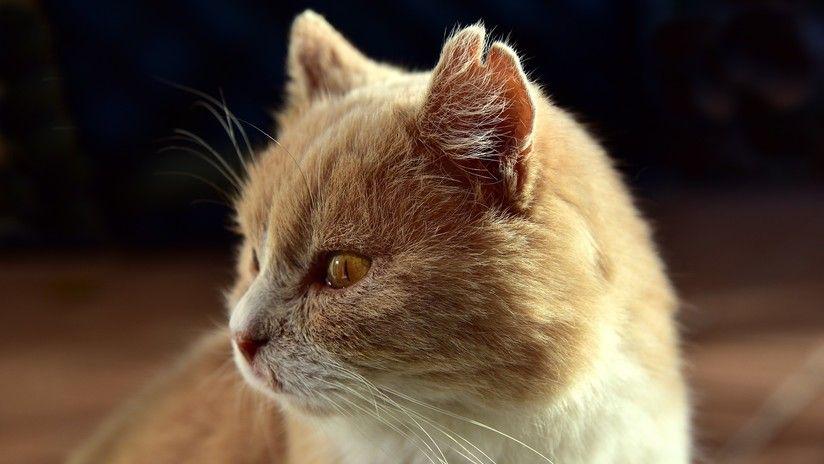 La insoacutelita lucha de un gato por atrapar un pez en un lago congelado