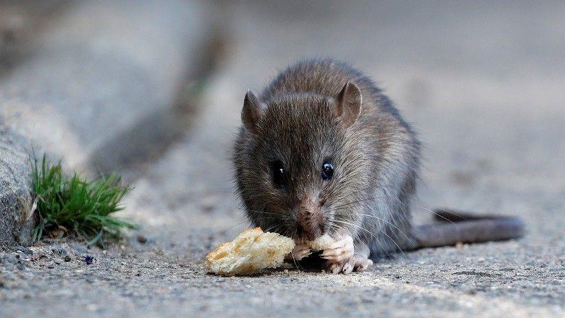 Viral- Cocinan una rata en un local de comidas raacutepidas