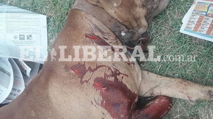 Se enojoacute porque un perro le ladroacute y le perforoacute el pulmoacuten de una puntildealada