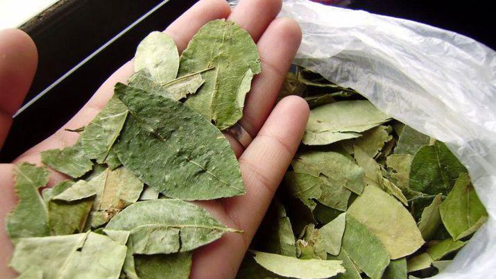 Mitos y realidades sobre el consumo de las hojas de coca