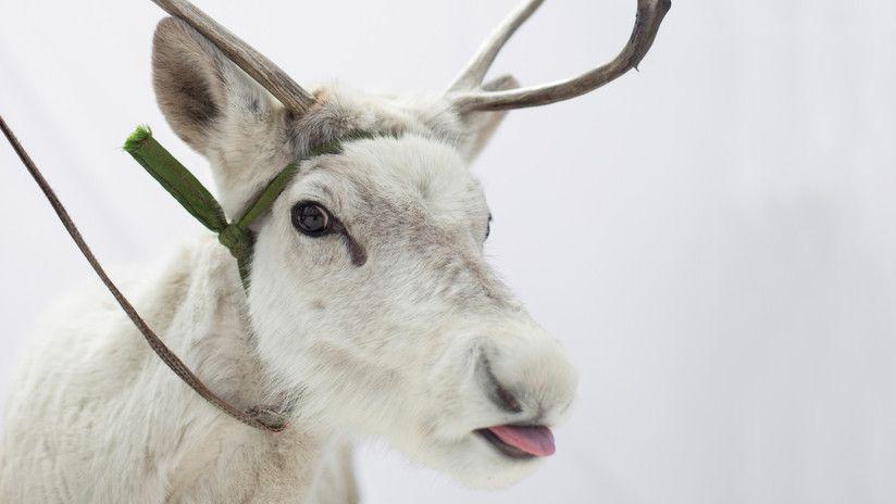 Un extrantildeo reno blanco fue fotografiado en Noruega