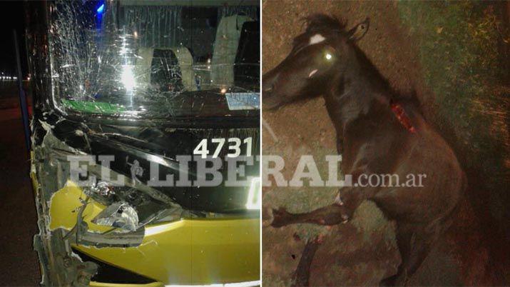 El micro protagonista y el equino