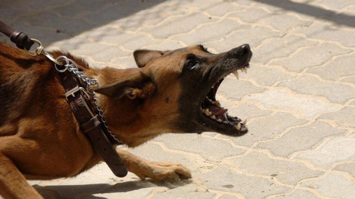 Fue a visitar a su novio y un perro la atacó ferozmente