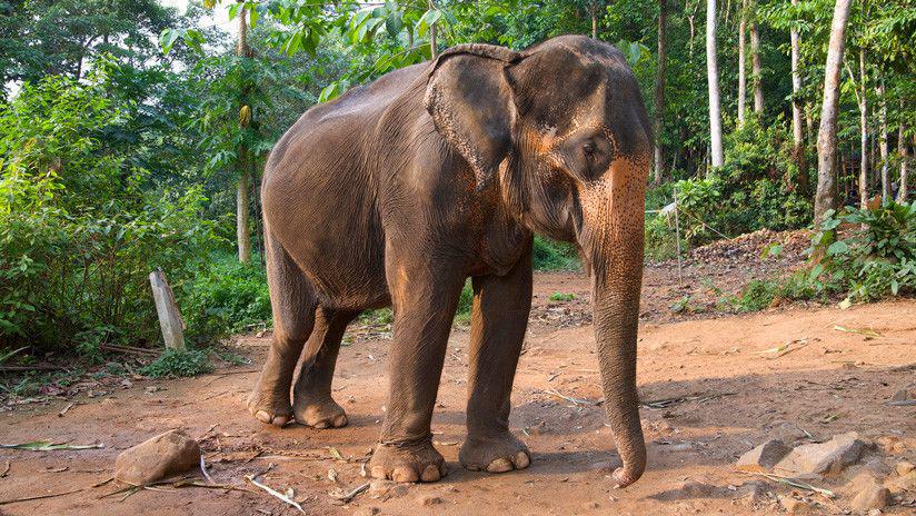 Indignante- Un zooloacutegico obliga a una elefanta desnutrida a realizar actos circenses
