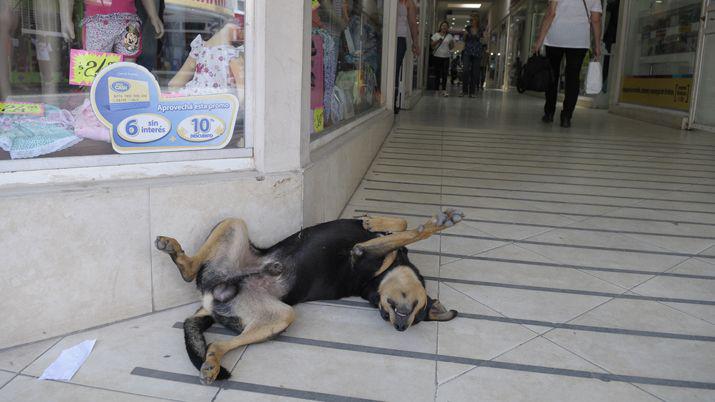 iexclCuidemos a nuestras mascotas- el golpe de calor en perros y gatos