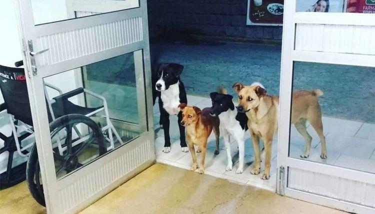 Viral- cuatro perros esperan en la puerta del hospital a su amo enfermo
