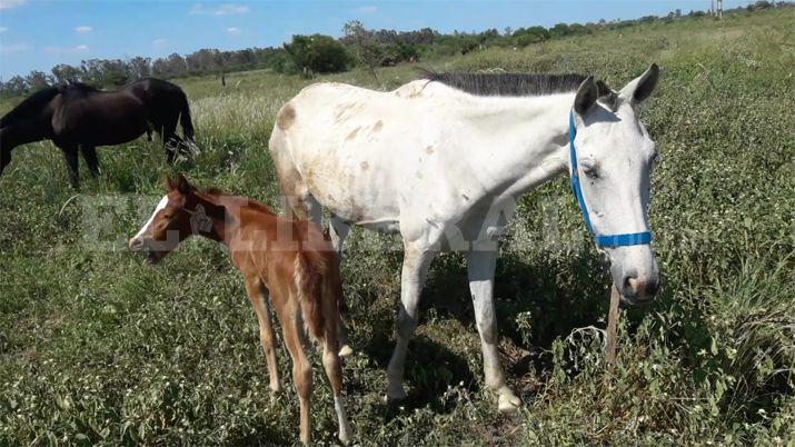 Vecinos denuncian la presencia de caballos a la intemperie