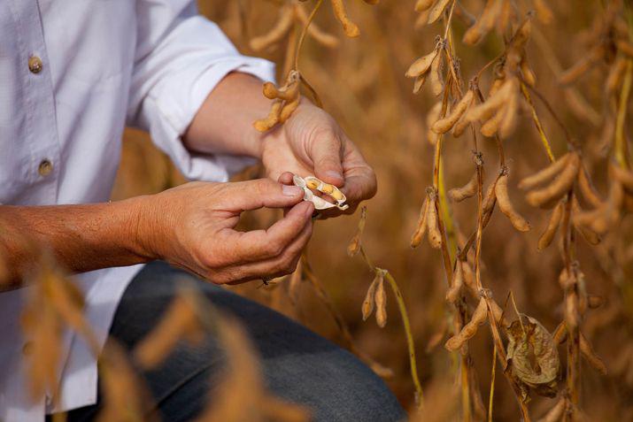 El anlisis de la producción de soja fue realizado por el Ing Matias Ipiña