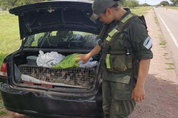 Rescatan 90 pichones de aves transportadas de manera ilegal