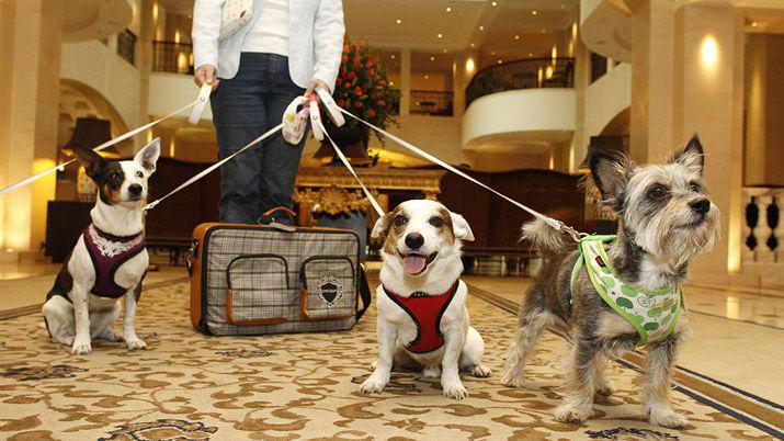 Crece la tendencia de los alojamientos pet friendly en la Costa