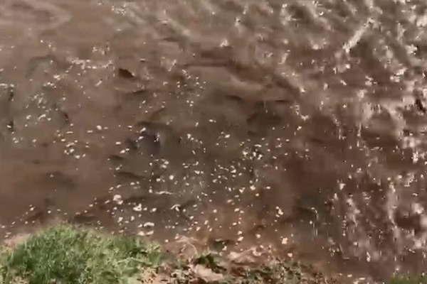 Pescadores disfrutaron del espectaacuteculo uacutenico del desove de miles de saacutebalos