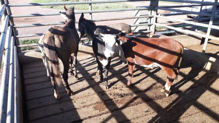 La policiacutea secuestroacute maacutes de 15 animales sueltos en la ruta