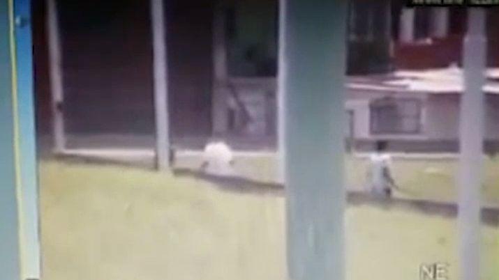 VIDEO Chocoacute y matoacute a ladroacuten que queriacutea asaltarlo