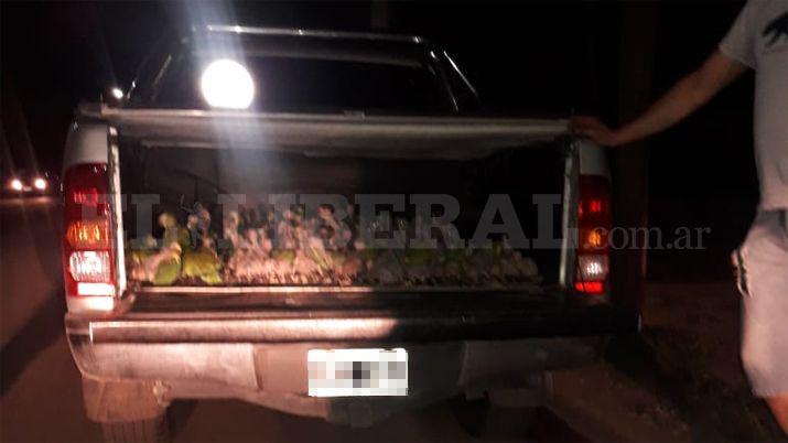 Sorprenden a dos santafesinos en 4x4 repleta de loros pichones