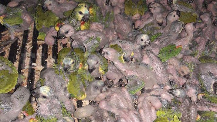 Los 200 loros secuestrados fueron entregados en adopcioacuten