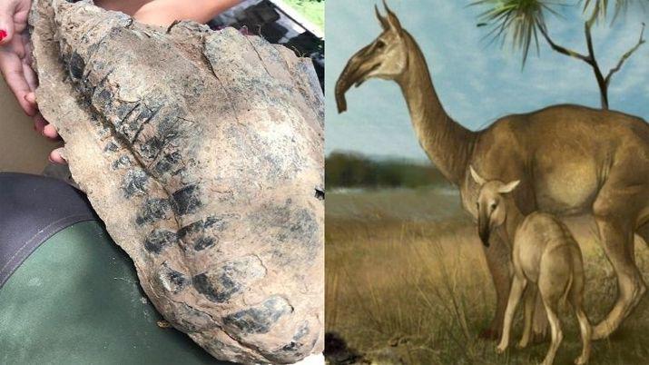 Pescador encontroacute un craacuteneo de 40 mil antildeos de antiguumledad