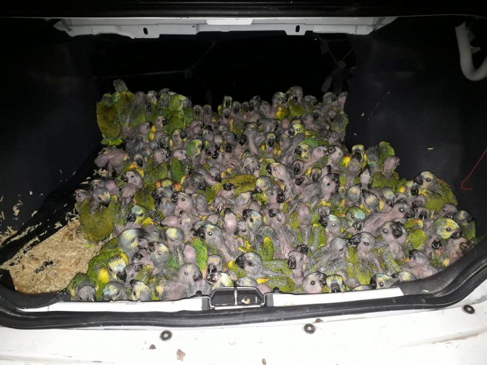 Otros 200 loros habladores fueron rescatados del mercado negro