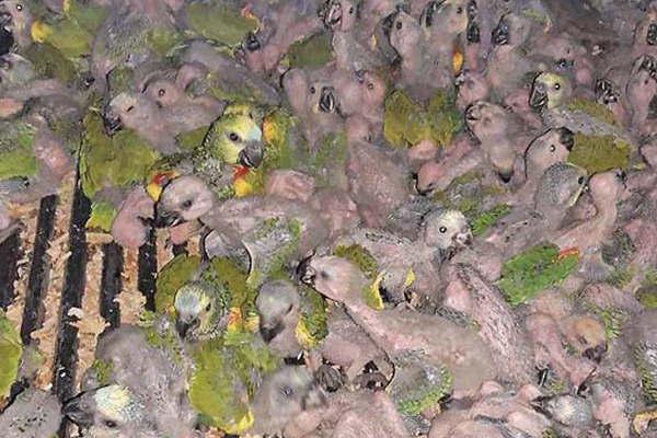 Otra vez la policiacutea evitoacute un negocio ilegal a santafesinos con 223 loritos habladores