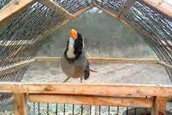 Lo demoran por robo de paacutejaros en el oeste