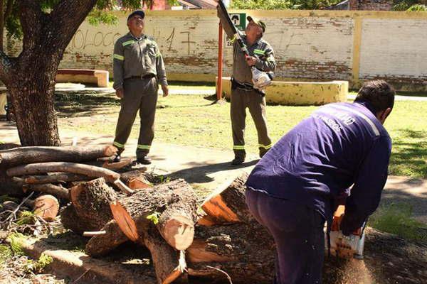 Tras el temporal el municipio asistioacute a familias afectadas y retiroacute aacuterboles caiacutedos de las calles 