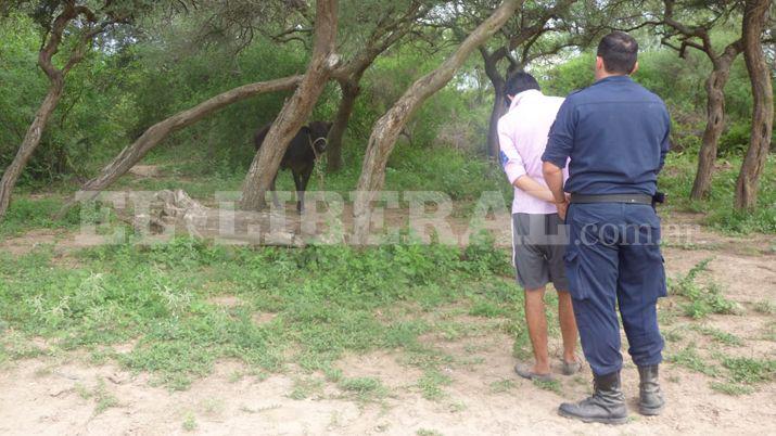 Lo detuvieron por abigeato y sus coacutemplices son intensamente buscados