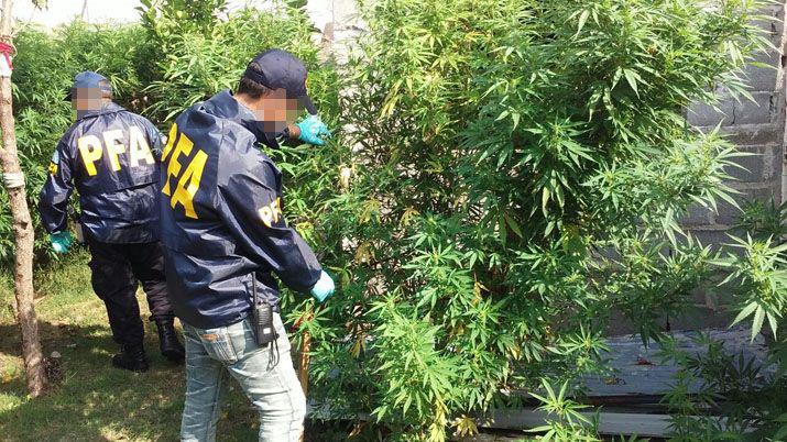 Se secuestraron 972 dosis 80 plantas y semillas de marihuana