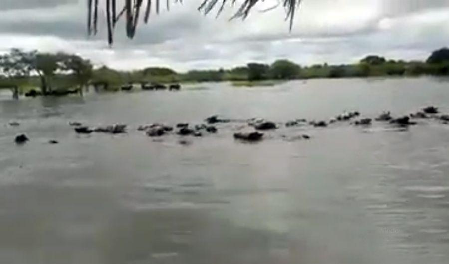 VIDEO  Asiacute intentan escapar una vacas de la inundacioacuten