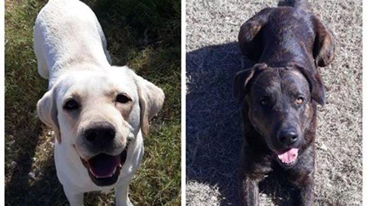 Desesperada buacutesqueda de dos perritos labradores en Colonia El Simbolar