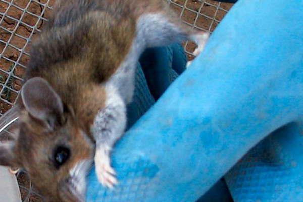 Preocupacioacuten generalizada- iquestel temido hantavirus podriacutea llegar hasta Santiago