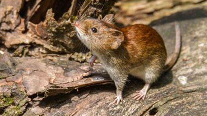 El brote de Hantavirus en Epuyeacuten no tiene nada que ver con los del Norte