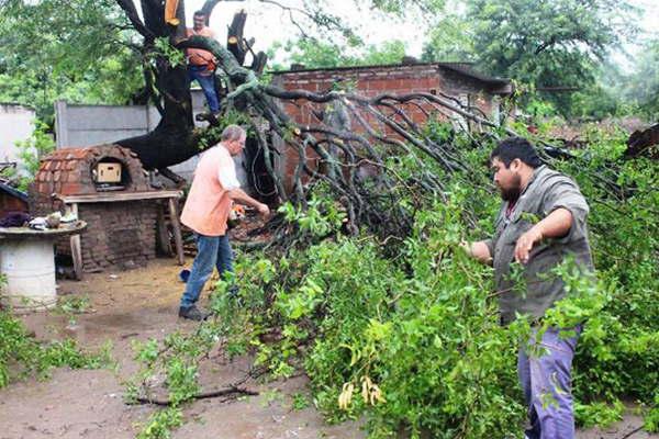 El municipio abocado a la poda y tala de aacuterboles en peligro de caer