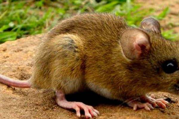 Aunque en Santiago no hay casos el Ministerio de Salud de la provincia brindoacute informacioacuten sobre coacutemo prevenir la enfermedad