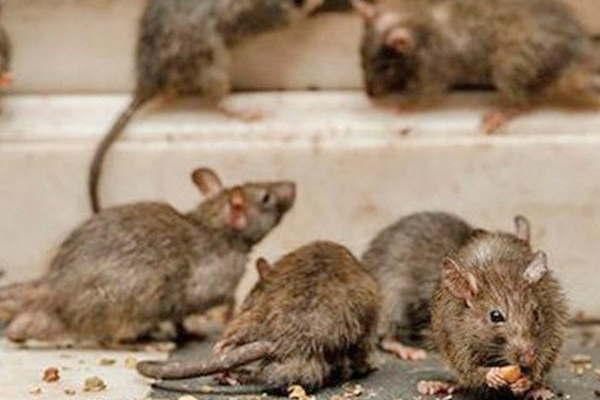 El hantavirus ya estaacute en el NOA con una cepa diferente de la que matoacute a 10 personas en Chubut