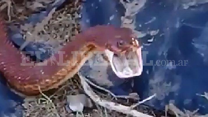 VIDEO  Una enorme viacutebora roja causoacute paacutenico en el interior santiaguentildeo