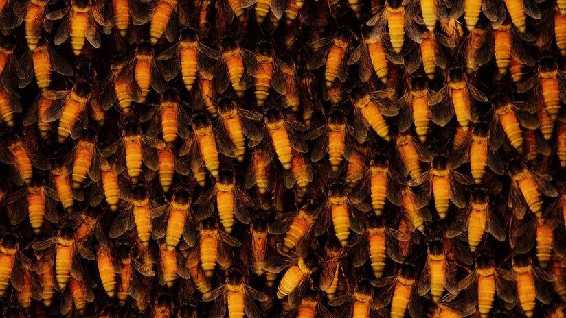 Los increiacutebles movimientos de un nido de abejas gigantes es furor en YouTube