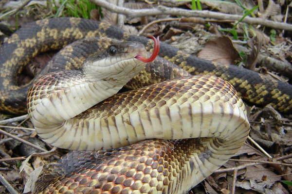 Brindan medidas de prevencioacuten para evitar picaduras de animales venenosos