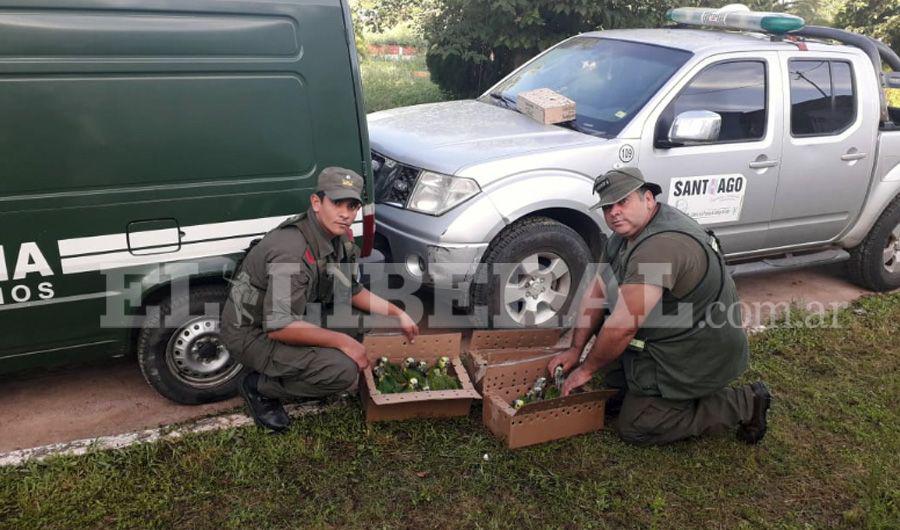 Recuperan 40 loros pichones que eran transportados en forma ilegal por Friacuteas