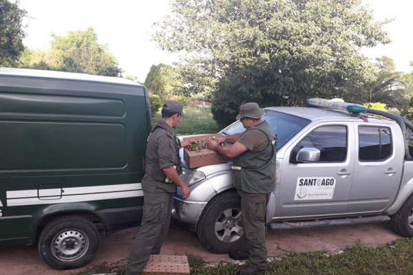 Recuperan 40 loros pichones que eran transportados en forma ilegal por Friacuteas