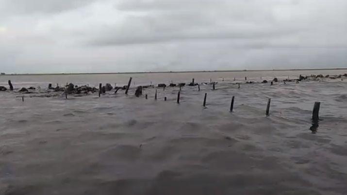 Los animales fueron casi tapados por el agua
