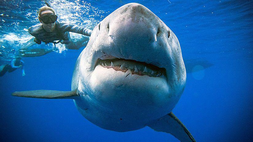 Sorpresa en Hawaacutei por la aparicioacuten de un gran tiburoacuten blanco