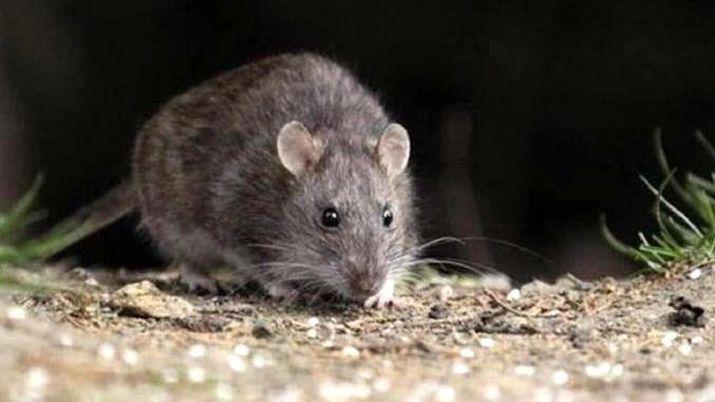 Hantavirus- no se registraron casos en Santiago del Estero