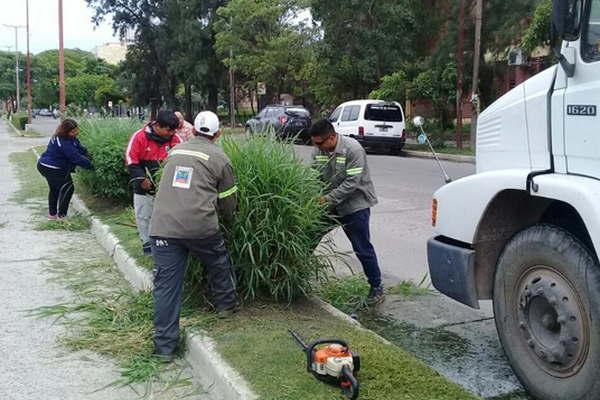 Realizan podas y mejoras en espacios verdes de la capital