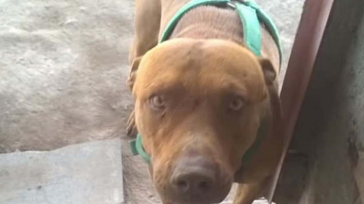 El perro la mordió en la cabeza