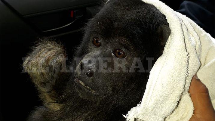 VIDEO  Rescatan a mono que habiacutea sorprendido a vecinos del barrio Centenario